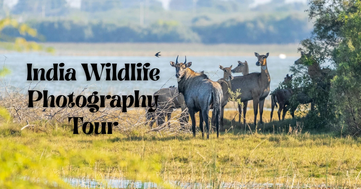 Shadows Over Dust: An India wildlife photography tour That Captures What Is Missing - Image 1