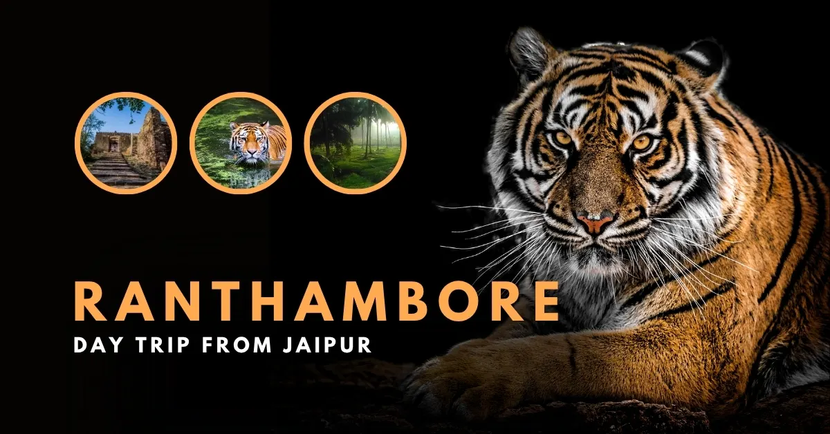 Before the Stripes, the Stones: A Ranthambore day trip from Jaipur That Listens Beyond the Roar - Image 1