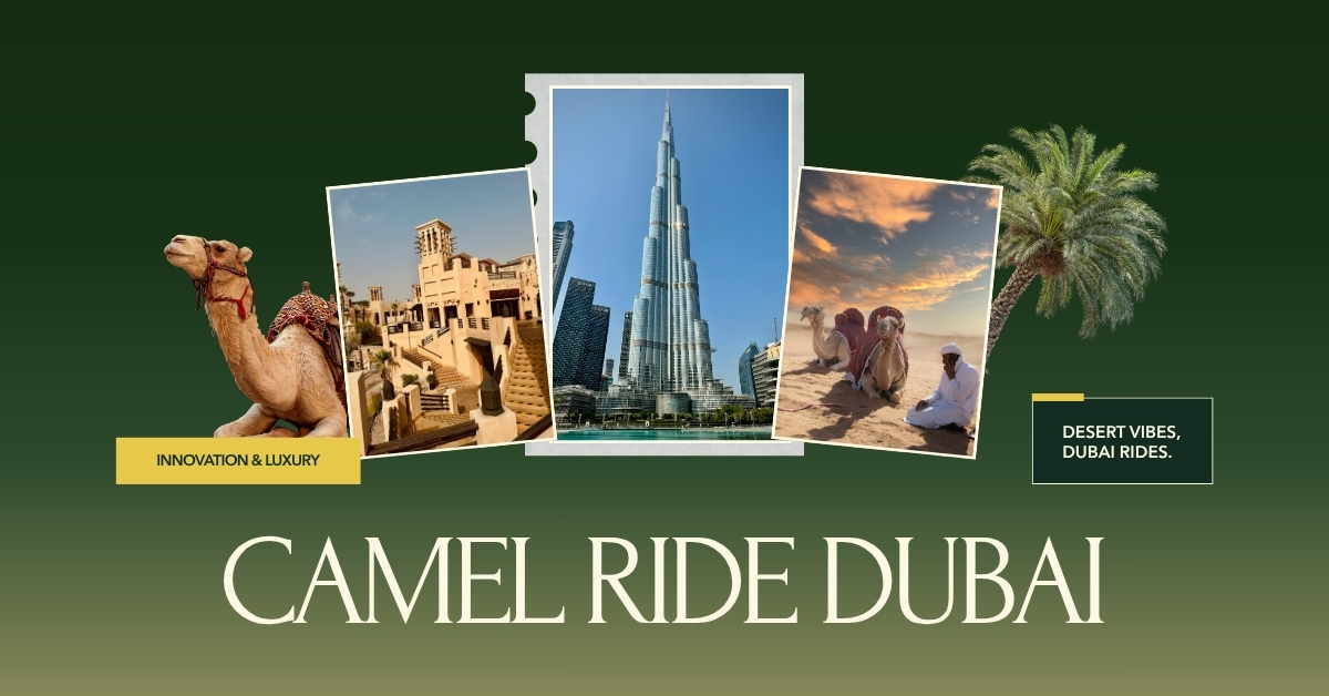 Morning Stillness or Evening Gold? Choosing the Perfect Light for Your camel ride Dubai - Image 1
